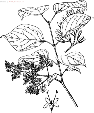 水彩丁香花图片大全