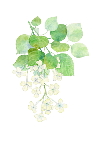水彩丁香花图片大全