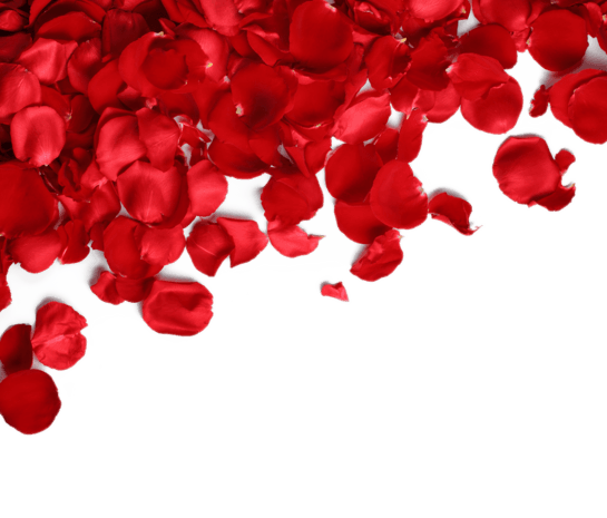 红色玫瑰花瓣