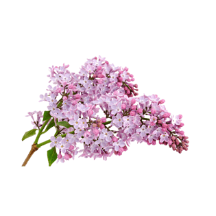 水彩丁香花图片大全