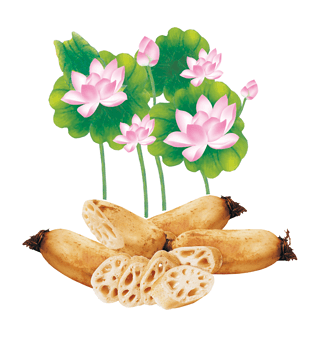 莲藕手绘新鲜莲藕莲藕新鲜莲藕手绘莲藕粮食莲藕手绘莲藕花瓶莲藕卡通