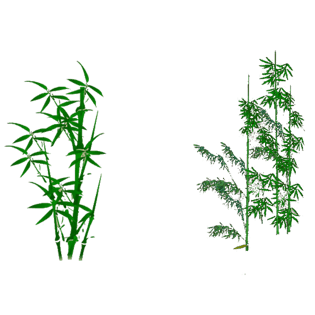 青竹图片大全