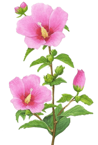 芙蓉花手绘pngpsd2000*2000国潮装饰圆形边框国潮插画卡通元素pngpsd