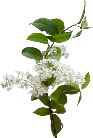 水彩丁香花图片大全
