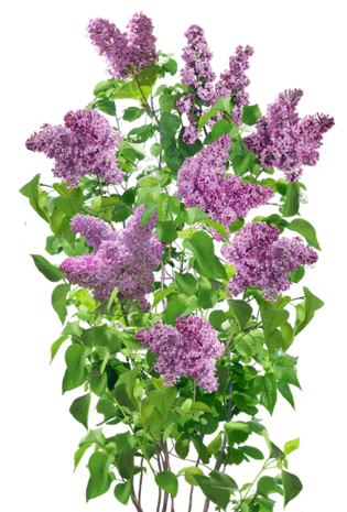 水彩丁香花图片大全