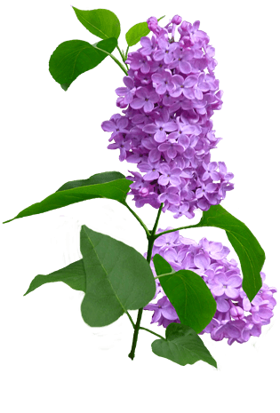 水彩丁香花图片大全