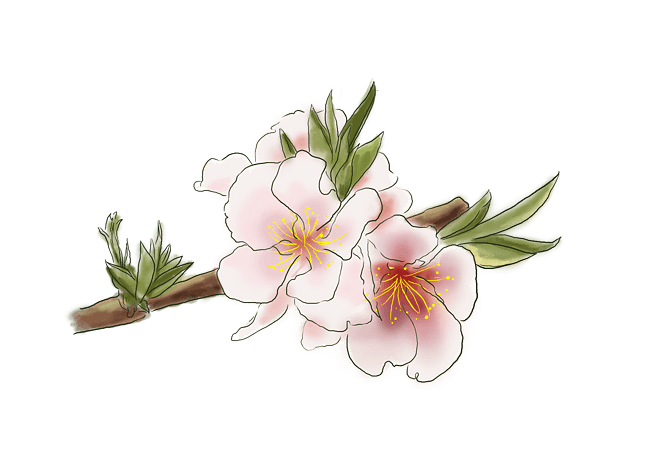 手绘桃花图片大全