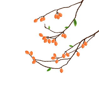 夏至枇杷果实枝叶纯手绘png