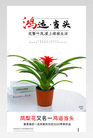 绿色简约风鲜花园艺鸿运当头盆栽室内水培植物凤梨花卉绿植详情页