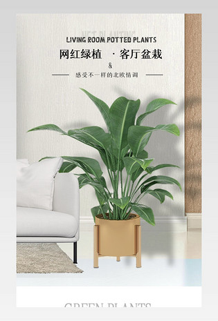 清新绿色植物网红绿植客厅盆栽详情页