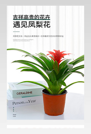 简约绿植鲜切花年生花球根花卉观赏凤梨鸿运当头花卉盆栽水养植物吉祥观赏凤梨花