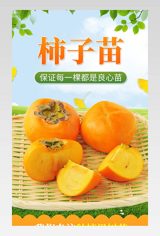 柿子树柿子苗果树种植详情页吃橙色