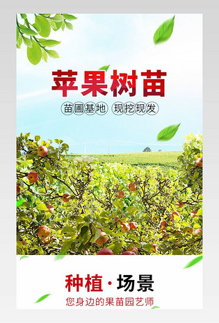 苹果树树苗详情页果树种植园林植物 