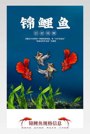 大气锦鲤鱼观赏鱼活体淡水鱼冷水鱼金鱼锦鲤活鱼鱼苗详情页