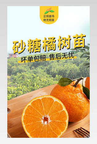 砂糖橘详情页橘子树苗详情橙色黄色