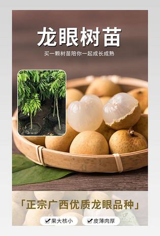 龙眼树苗详情页果树种植详情龙眼