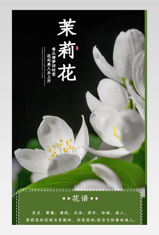 清新中国风茉莉花鲜切花绿色详情页