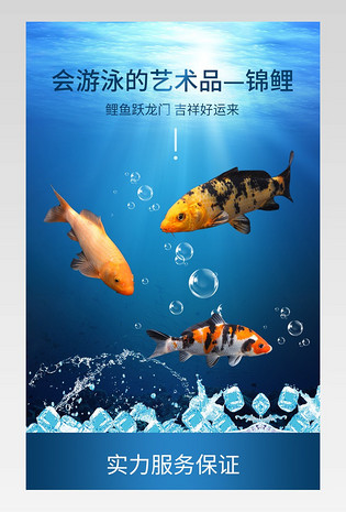 冷水淡水观赏鱼锦鲤鱼活鱼金鱼小型