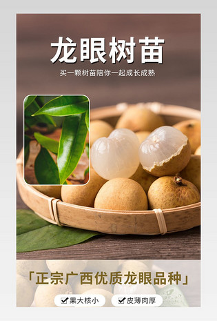 龙眼树苗详情页果树种植详情简约