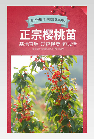 植物樱桃种植樱桃苗详情页种球详情