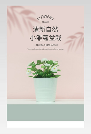 清新自然小雏菊盆栽桌面绿植摆件详情页