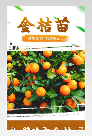 金桔苗详情页果树种植橙色详情页