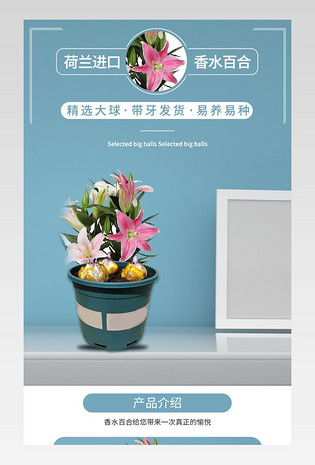 简约小清新鲜花园艺香水百合盆栽详情页产品描述