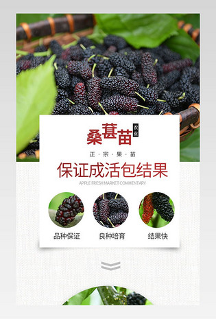 桑葚树桑葚苗详情页园林种植果树