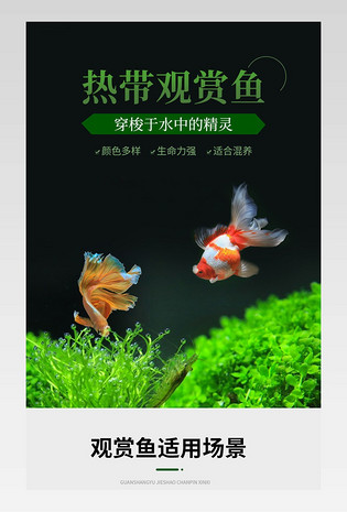 大气高端锦鲤鱼观赏鱼活体淡水鱼冷水鱼金鱼锦鲤活鱼鱼苗详情页
