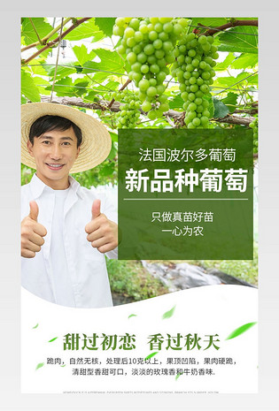 葡萄树苗详情页葡萄苗果树种植详情绿色