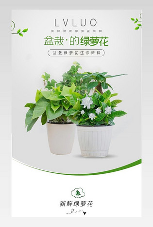 绿叶盆栽鲜花绿萝简约详情描述页面