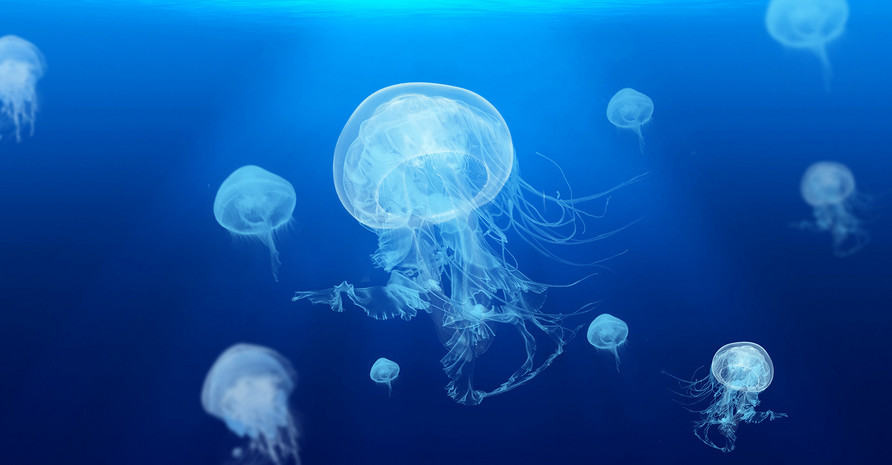 唯美风海底生物高清水母海报