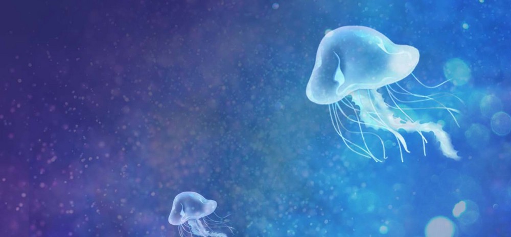 水母背景