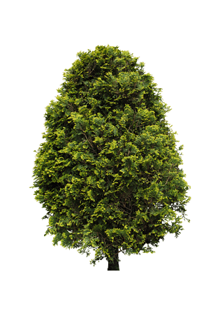 柏树松树树户外素材树透明背景