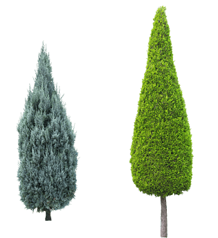 柏树松树树户外素材树透明背景