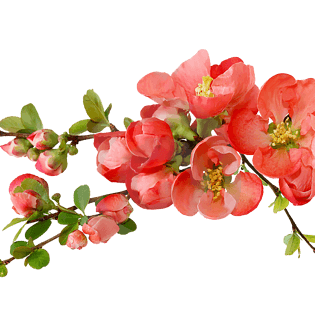 植物 红色木棉花