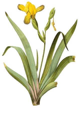 手绘黄色黄鸢尾花