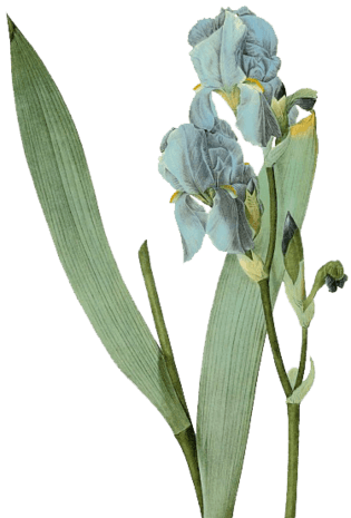 鸢尾花手绘图片大全_鸢尾花手绘图片素材【png免费下载】-90设计网