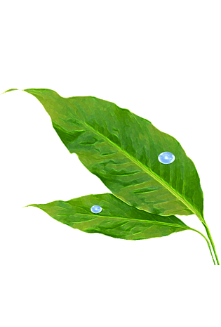 露珠图片大全_露珠图片素材【png免费下载】-90设计网