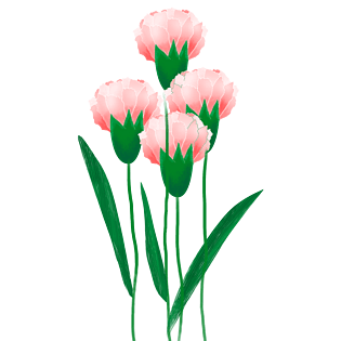 康乃馨图片大全