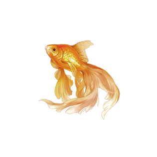 可爱金鱼图片大全_可爱金鱼图片素材【png免费下载】-90设计网