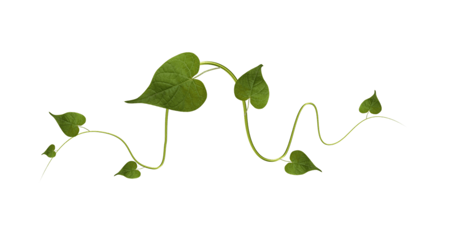 植物藤条图片大全