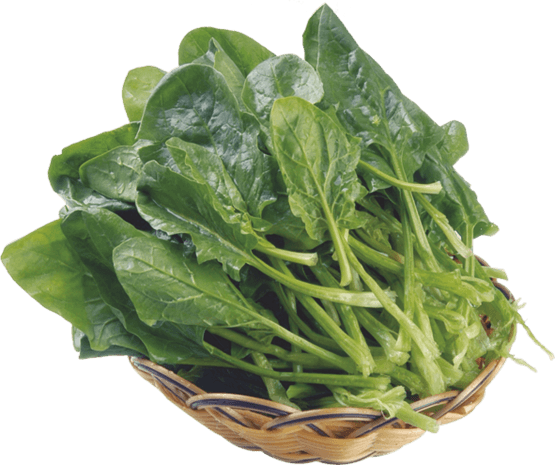 菠菜图片大全