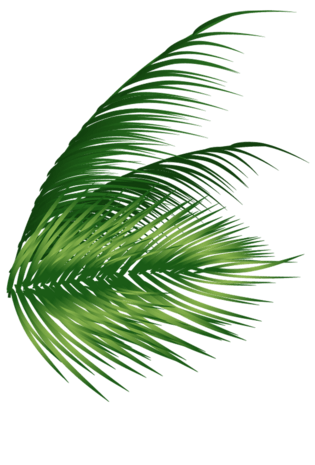 pngpsd2000*2000植物绿叶png免抠图素材pngpsd2000*2000植物绿叶png