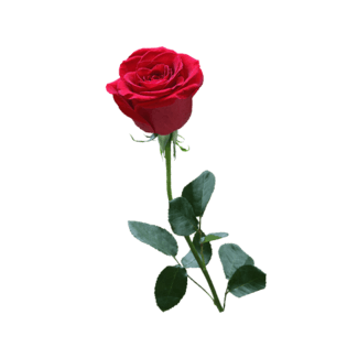 清新一支玫瑰花