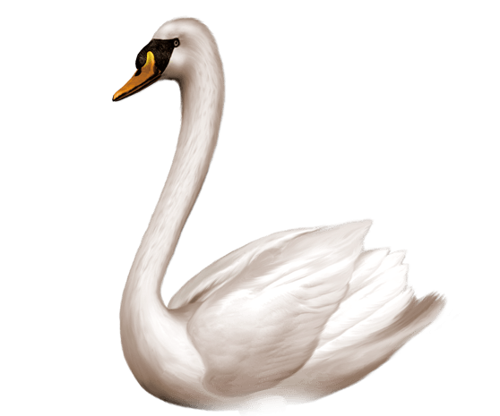 白天鹅手绘图片大全_白天鹅手绘图片素材【png免费下载】-90设计网