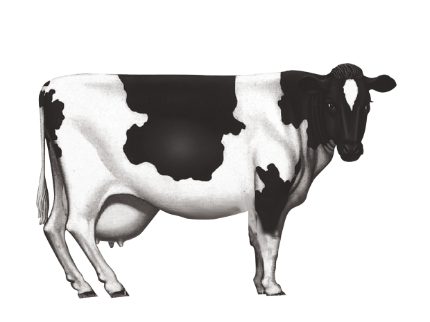 黑白奶牛素材pngpsd2000*2000卡通手绘奶牛pngpsd2000*2000可爱奶牛