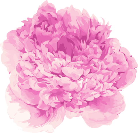 卡通手绘水彩粉色牡丹花