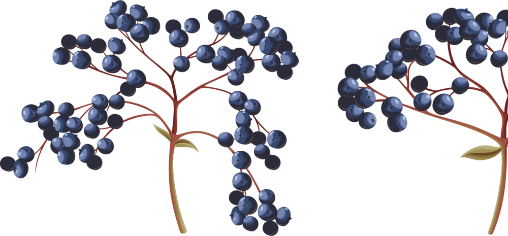果实手绘图片大全