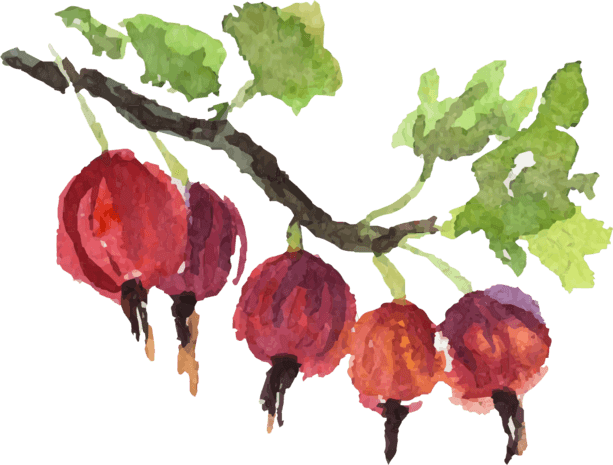 手绘水彩红色无花果